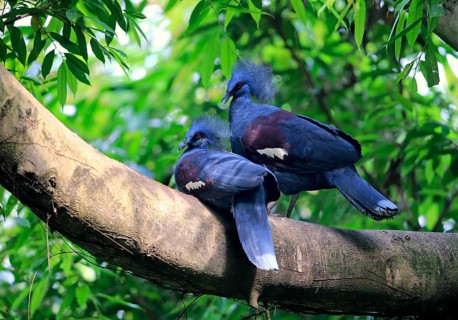 Western Crowned Pigeons
