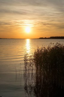 Shore with reeds