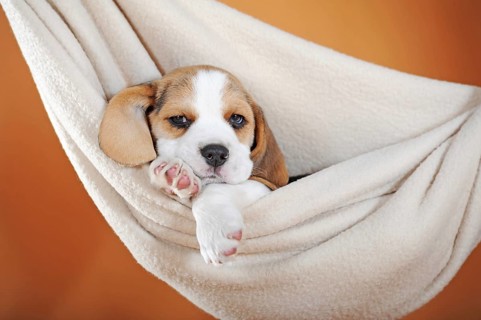 Beagle puppy
