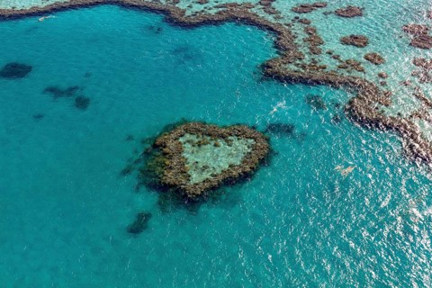Coral Reef