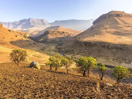Burned down grassland and green trees
