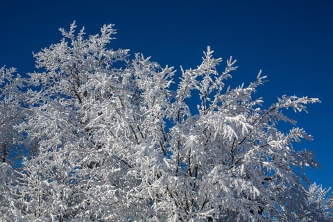 Snow covered tree