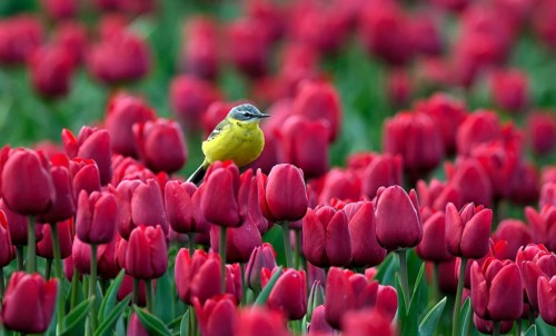Yellow wagtail