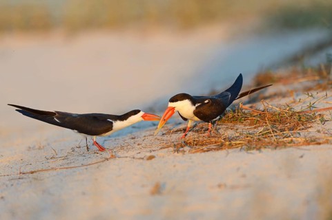 African skimmer