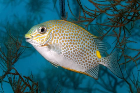 Orange-spotted spinefoot