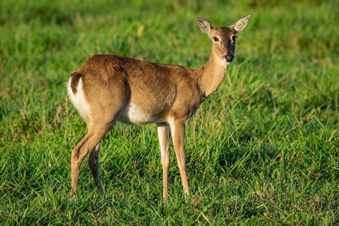 Pampas deer