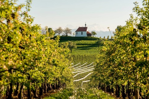 Apple plantation