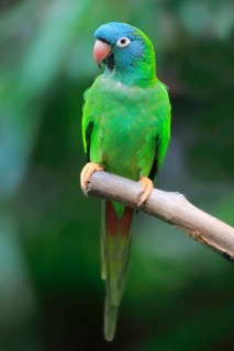 Sharp-tailed Parakeet