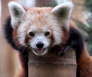 Red panda