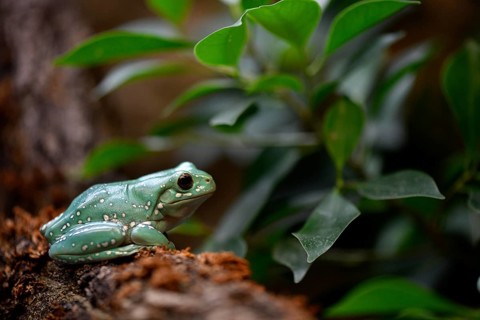 Leaf frog