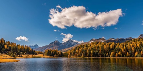 Autumnal discoloured Larches
