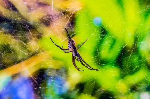 Nephilid