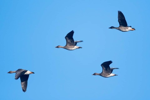 Bean Geese
