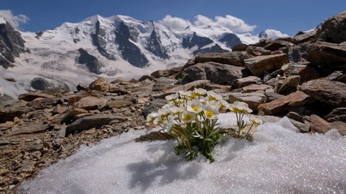 Glacier crowfoot