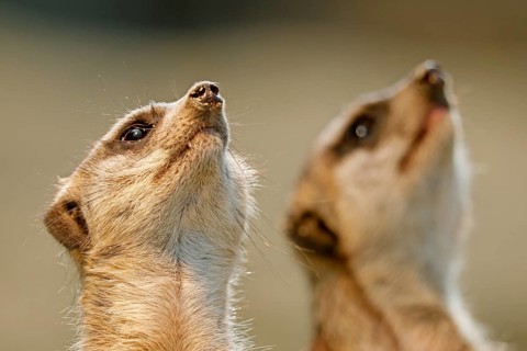 Meerkat