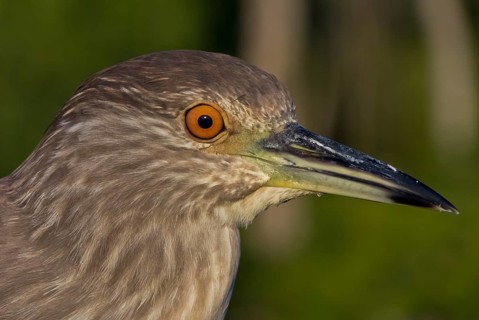Black-crowned Night Heron