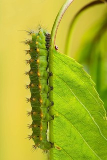 Emperor moth