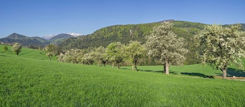 Row of flowering pear trees