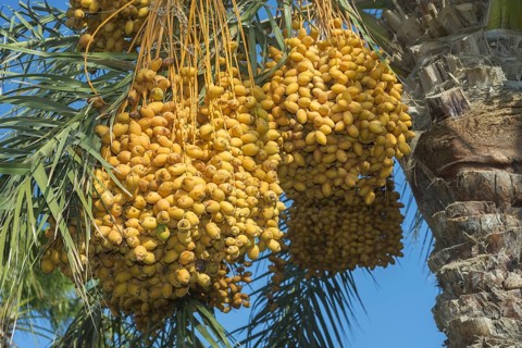 Ripe yellow fruits dates on date palm