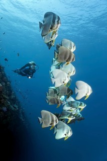 Divers observe group of longfin batfish