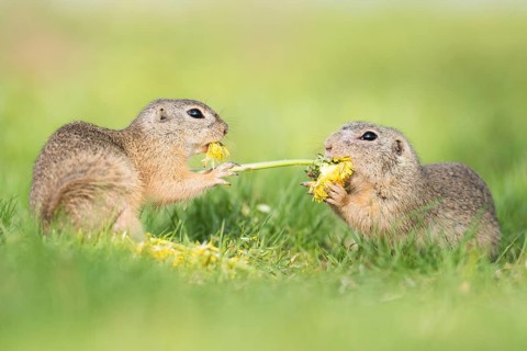 Ground squirrels