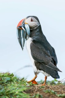 Puffin