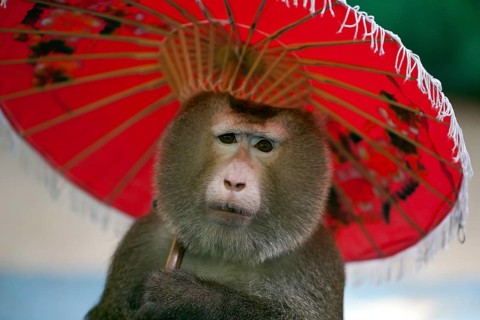 Northern pig-tailed macaque