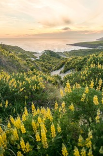 Blooming yellow lupine
