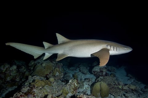 Tawny nurse shark