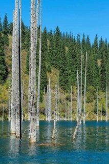 Dead trunks of Picea schrenkiana pointing out of water in Kaindy lake or Submerged Forest