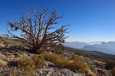 Ancient juniper tree on Jabal Shams plateau
