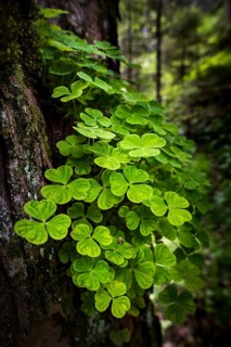 Wood sorrel