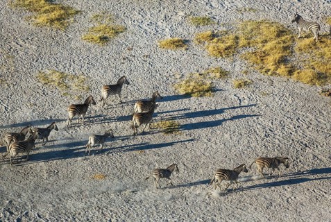 Burchell's Zebra