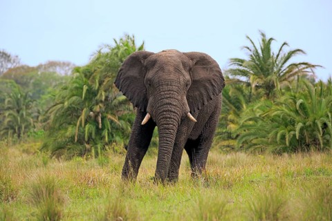 African Elephant