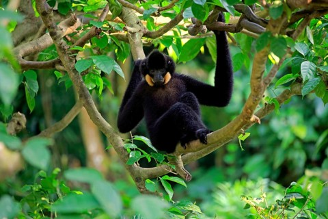 Yellow-cheeked gibbon
