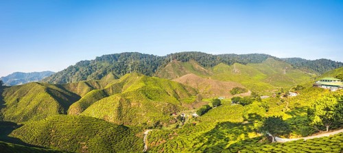 Valley with tea plantations