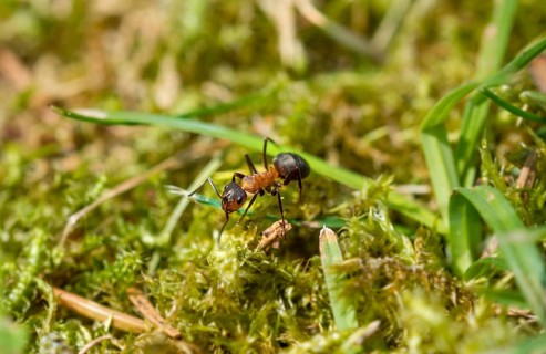 Red Wood Ant