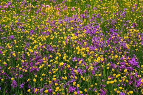 Sea of blossoms