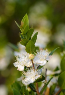 Flowers of myrtle