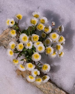 Glacier crowfoot