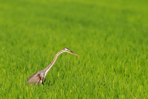 Purple Heron