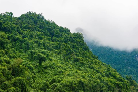 Evergreen rainforest