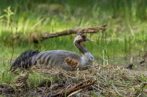 Common or Eurasian crane