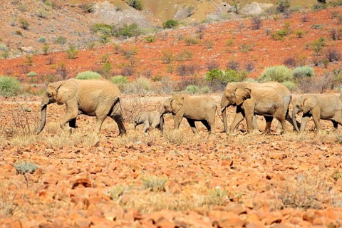 African desert elephants