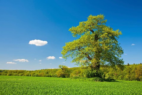 Solitary old oak