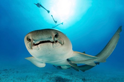 Nurse shark