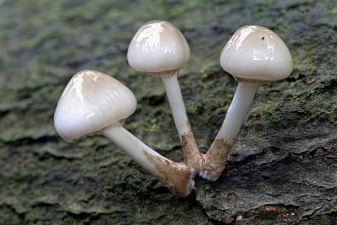 Porcelain fungi