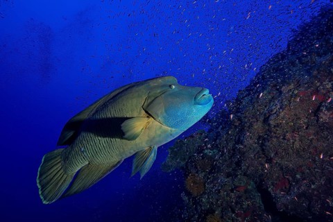 Napoleon fish
