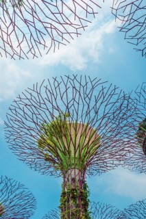 Supertrees