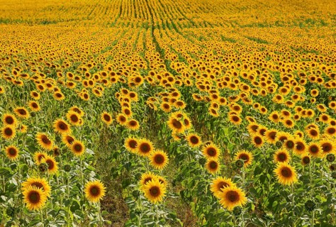 Sunflowers